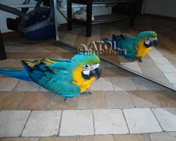 Птенцы сине-желтого ары