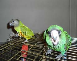 Птенцы Сенегальского и конголезского попугаев