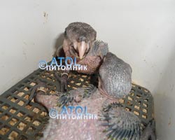 Птенцы Краснохвостого Жако